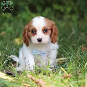 Donny, Cavalier King Charles Spaniel Puppy